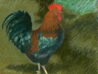 Rooster